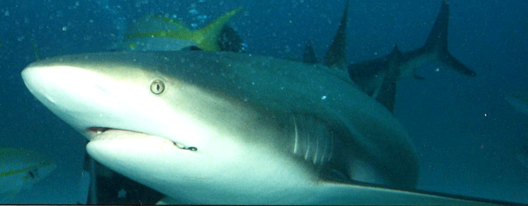 Shark Dive 12