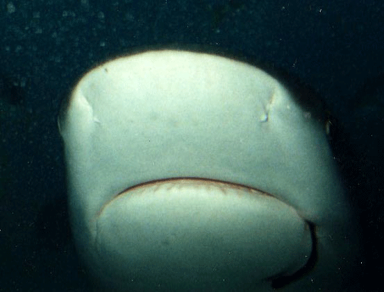 Shark Dive 24