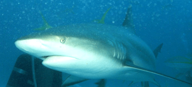 Shark Dive 11