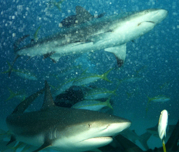Shark Dive 13