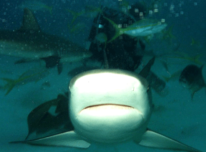 Shark Dive 14