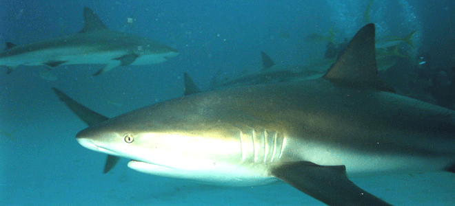 Shark Dive 15