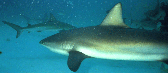 Shark Dive 16