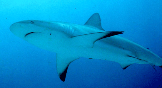 Shark Dive 17