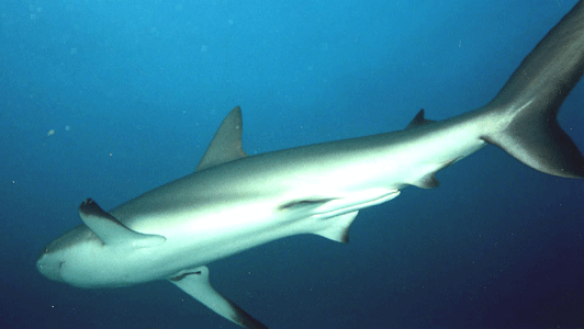Shark Dive 18
