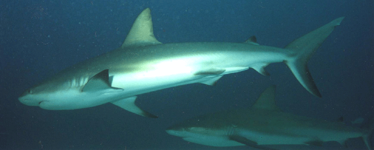 Shark Dive 20