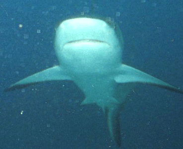 Shark Dive 21