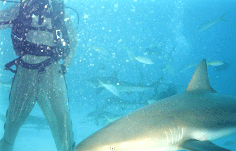 Shark Dive 3