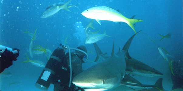 Shark Dive 4