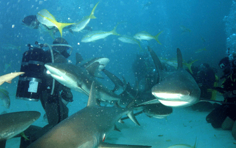 Shark Dive 5