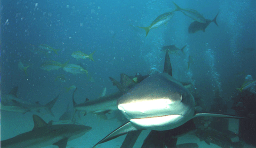 Shark Dive 6