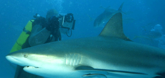 Shark Dive 7