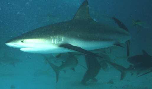 Shark Dive 9